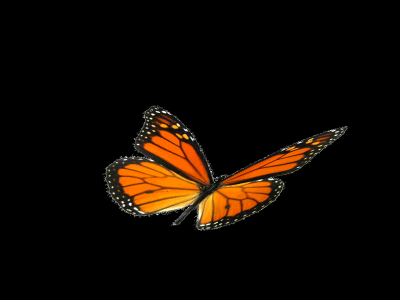 Butterfly with alpha channel