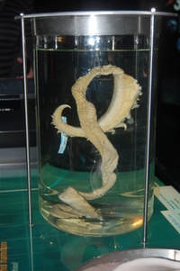 Tentacle tip in jar